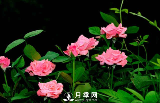 月季，又叫月月紅，花中皇后，四季常開(圖2)