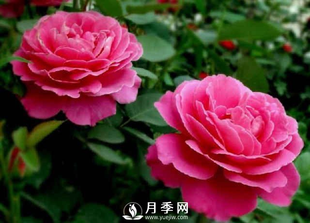 月季，又叫月月紅，花中皇后，四季常開(圖3)