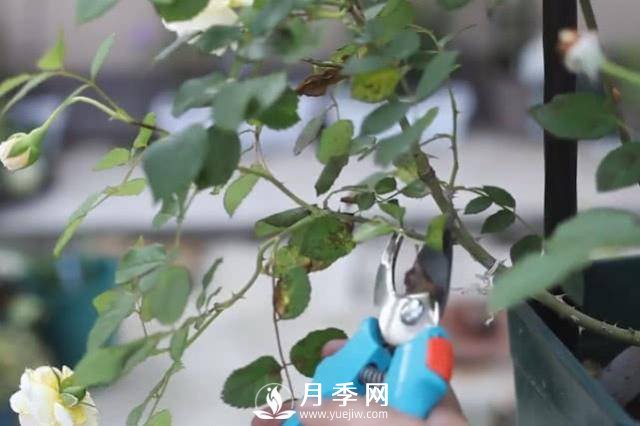 夏天養(yǎng)護(hù)月季 這個技巧你的會a(圖2)