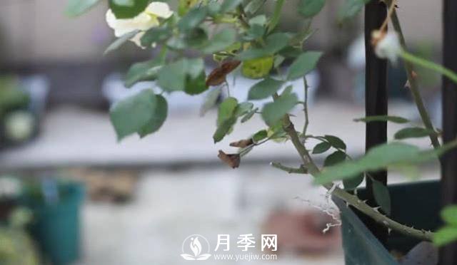 夏天養(yǎng)護(hù)月季 這個技巧你的會a(圖3)