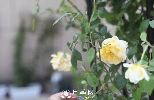 夏天養(yǎng)護(hù)月季 這個技巧你的會a(圖1)