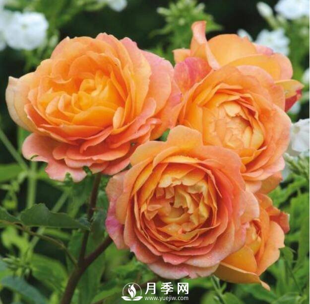 爬藤月季品種很多，每個人都有自己的喜好(圖1)