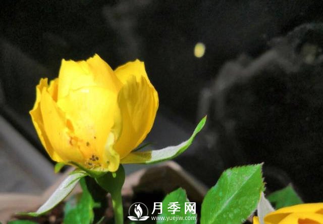 月季花期能不能施肥？用什么肥月季長的好看開花又多？(圖1)