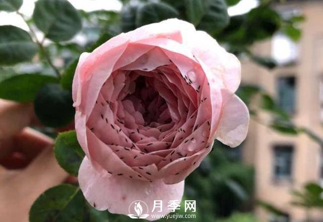 月季花期能不能施肥？用什么肥月季長的好看開花又多？(圖2)