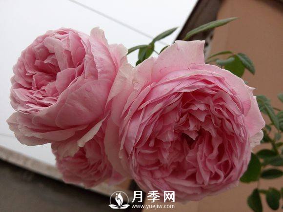 春季月季發(fā)芽后如何管理，才能開花多且顏色艷麗好看(圖1)
