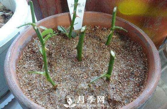 冬季扦插月季花，還能活嗎？(圖2)