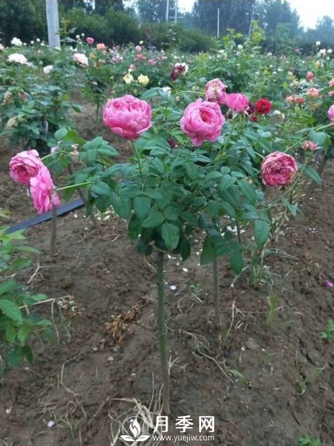 花農(nóng)又出新花樣！歐月嫁接到樹上，歐月棒棒糖(圖1)