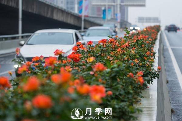 月季花期可調(diào)控，看武漢10月中旬月季花艷麗開(kāi)放(圖1)