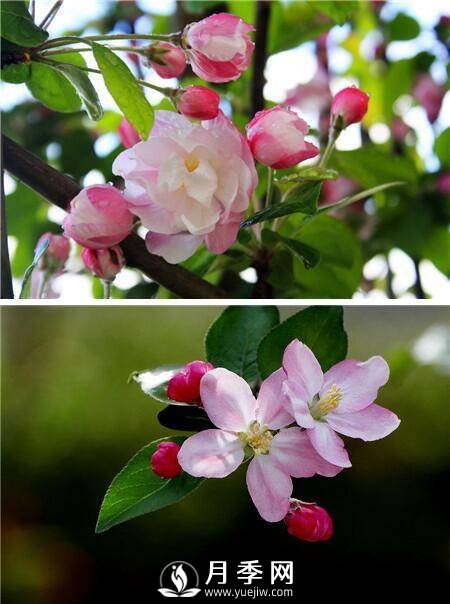 海棠花，與牡丹、蘭花、梅花并稱為“中國春花四絕”(圖1)