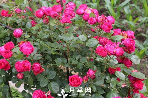 炎熱夏季，如何月季養(yǎng)護你知道嗎(圖3)