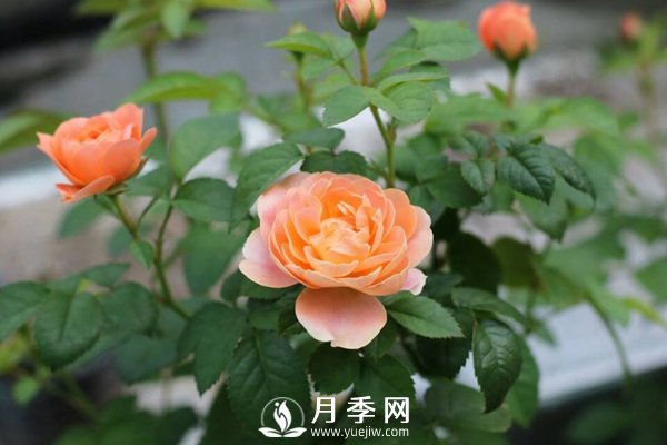 炎熱夏季，如何月季養(yǎng)護你知道嗎(圖2)
