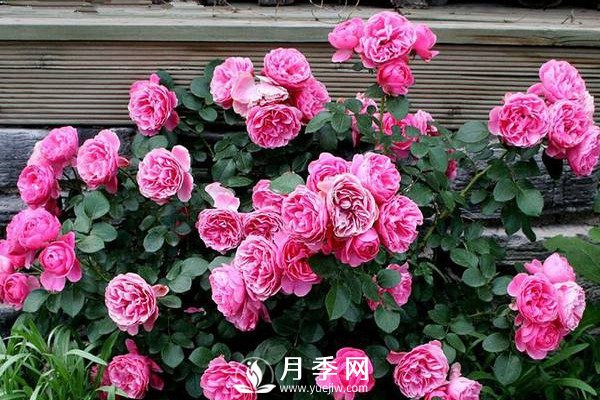 炎熱夏季，如何月季養(yǎng)護你知道嗎(圖1)