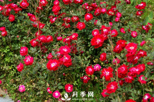 月季不開花？來(lái)排查一下養(yǎng)護(hù)上的原因(圖1)