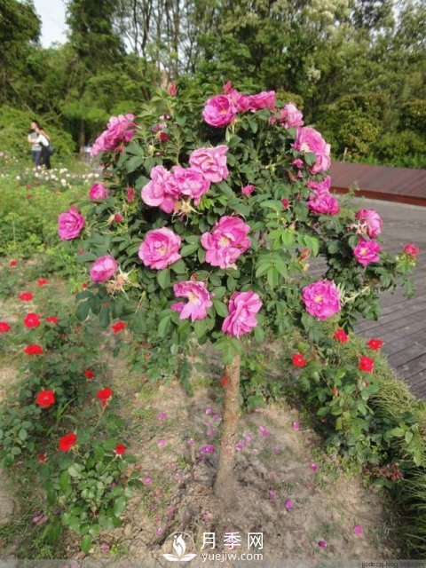 不放大招 月季樹怎么能花開爆？(圖3)