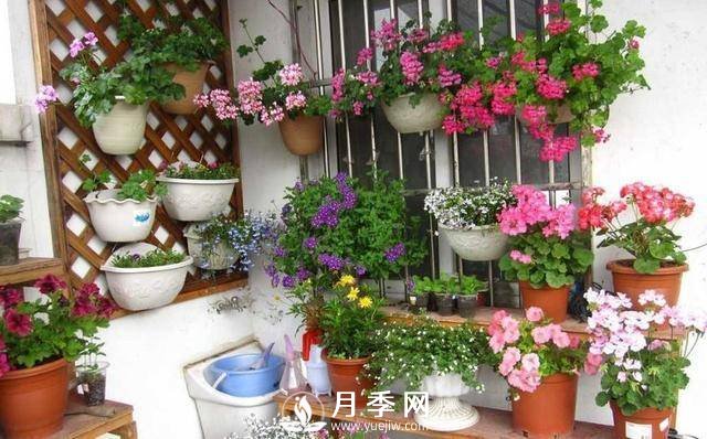 澆水學(xué)問大，牡丹花”也能開不停(圖1)