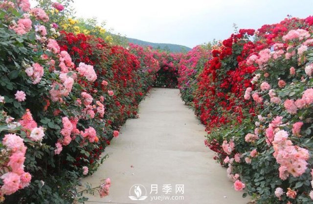 做花墻除了藤本月季花墻，還有這4種花(圖2)