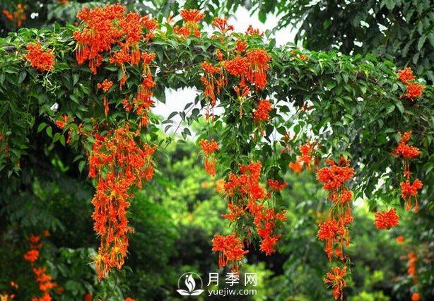 做花墻除了藤本月季花墻，還有這4種花(圖4)