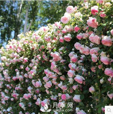 老花農(nóng)手把手教你打造月季花墻 花開滿園 浪漫無(wú)比(圖1)