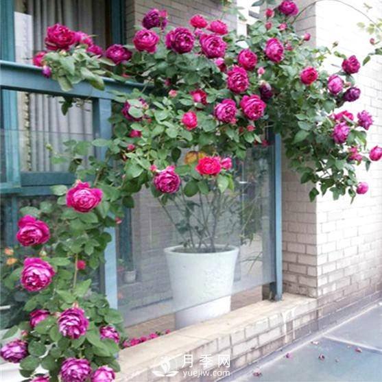 老花農(nóng)手把手教你打造月季花墻 花開滿園 浪漫無(wú)比(圖2)