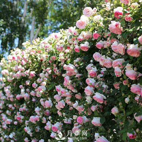 老花農(nóng)手把手教你打造月季花墻 花開滿園 浪漫無(wú)比(圖3)