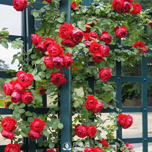 老花農(nóng)手把手教你打造月季花墻 花開滿園 浪漫無(wú)比(圖4)