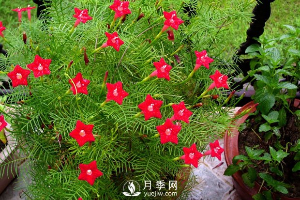 除了爬藤月季，還有適合新手栽種的三種爬藤花卉(圖1)