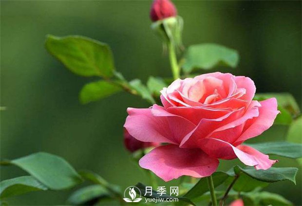 為什么很多＂玫瑰＂其實是月季嗎？(圖1)