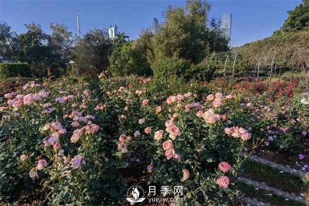 深圳免費(fèi)月季花展，人民公園月季花盛開(圖1)