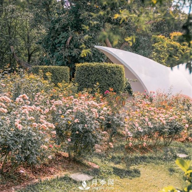 深圳免費(fèi)月季花展，人民公園月季花盛開(圖6)