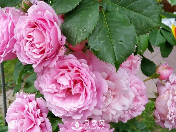 陽(yáng)臺(tái)上種藤本月季方法你知道了嗎？(圖1)