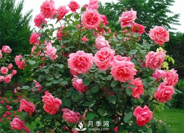 春季花木害蟲頻發(fā)，做好病蟲害防治很重要(圖1)