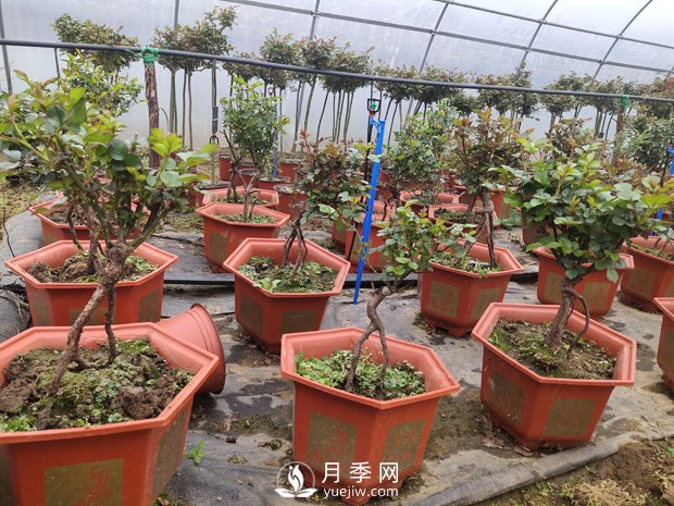 提根月季盆景，養(yǎng)一盆很愜意(圖2)