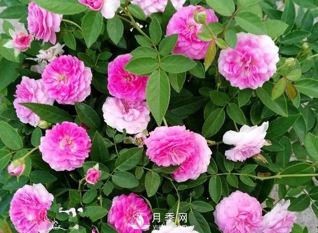 適合陽臺(tái)的瑪姬嬸嬸月季，小巧花美有香味，開花到爆盆！(圖1)