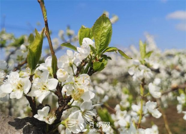 南陽(yáng)：百花競(jìng)相開放 踏春自然美景(圖1)