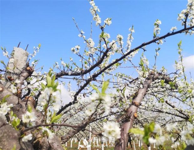 南陽(yáng)：百花競(jìng)相開放 踏春自然美景(圖2)
