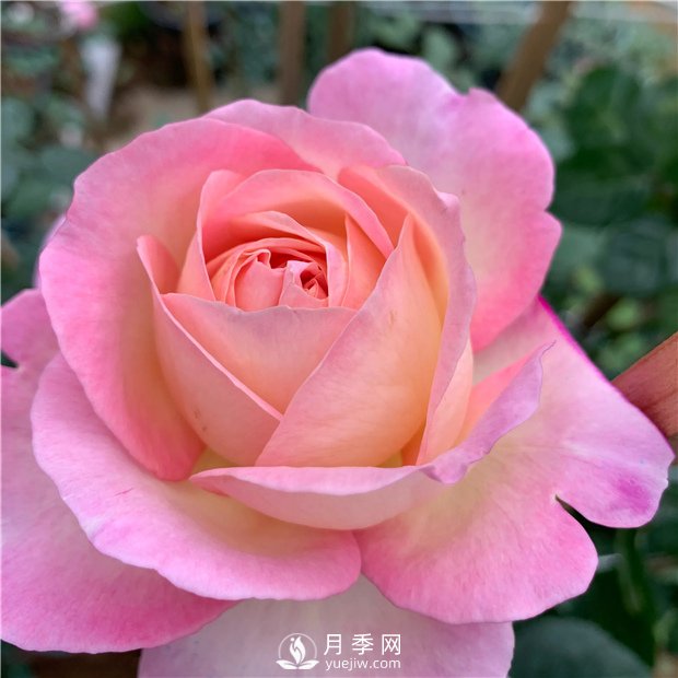 破曉月季，一款濃香型的灌木月季(圖1)