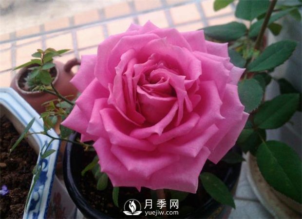 不眠芳香月季，以香味出名的豐花月季滿屋飄香(圖1)