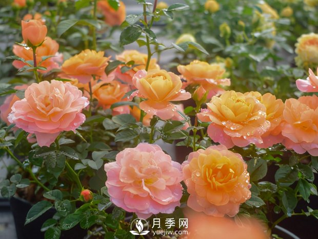 月季芽太多，要不要抹？(圖1)