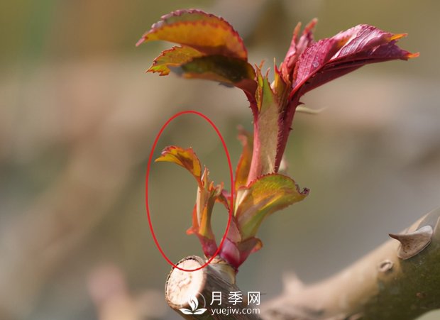 月季芽太多，要不要抹？(圖2)