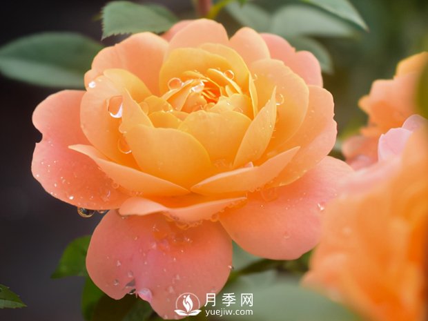 月季芽太多，要不要抹？(圖3)