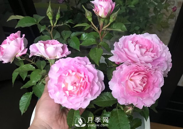 海神王陽(yáng)臺(tái)月季，專(zhuān)為盆栽觀賞而生，四季有花開(kāi)(圖3)