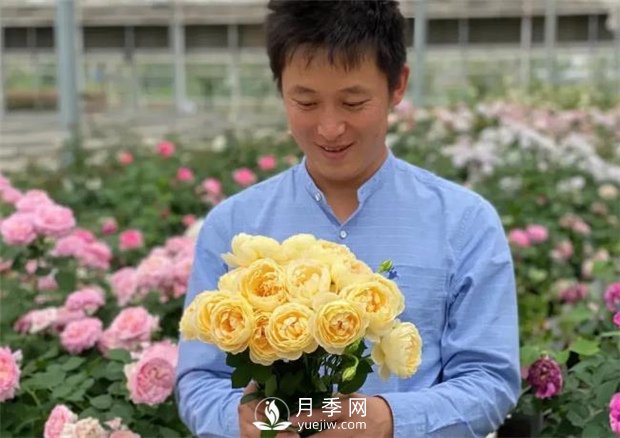 歌笛月季，一個被世界月季委員會**選擇的月季品種(圖2)