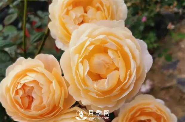 歌笛月季，一個被世界月季委員會**選擇的月季品種(圖3)