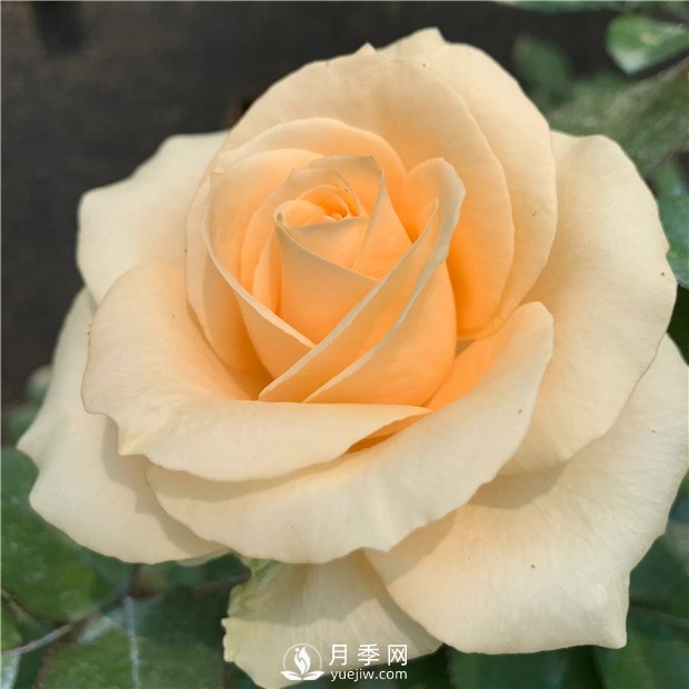 蜜桃雪山月季，杏黃色切花月季，溫柔有你(圖3)