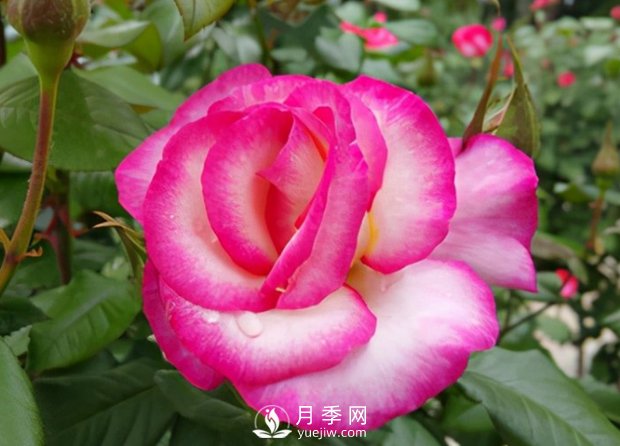 3.12植樹節(jié)，你了解多少？(圖1)