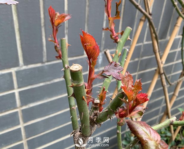 春節(jié)的月季芽芽怎么養(yǎng)護呢？(圖1)
