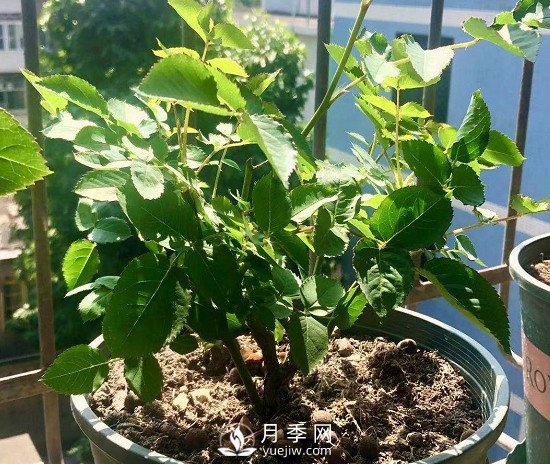 三月月季花正確的打頂方法，漂亮株型(圖2)