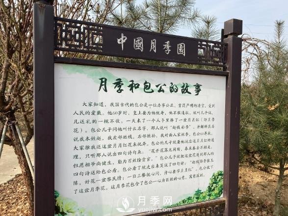 南陽(yáng)中國(guó)月季園，包公和月季的故事(圖1)