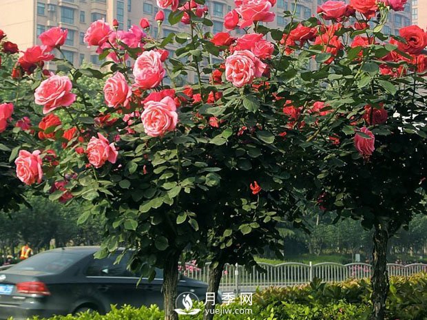 月季早春時(shí)的養(yǎng)護(hù)管理方法你知道嗎？(圖1)