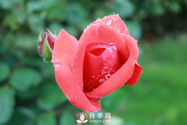 月季入秋后，我們應(yīng)該怎么去養(yǎng)護(hù)？(圖1)